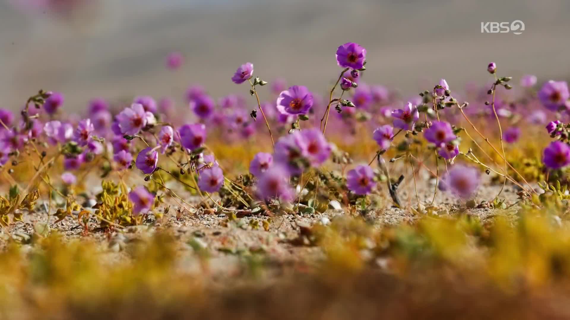 [지구촌 포토] 칠레 사막에 분홍빛 꽃 물결