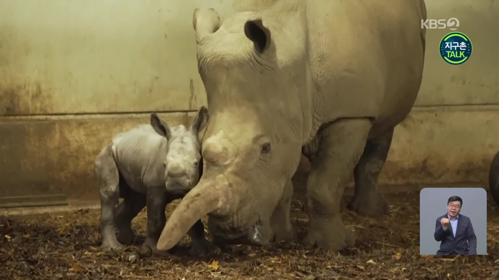 [지구촌 Talk] ‘멸종 위기’ 사각입술코뿔소, 새끼 출산