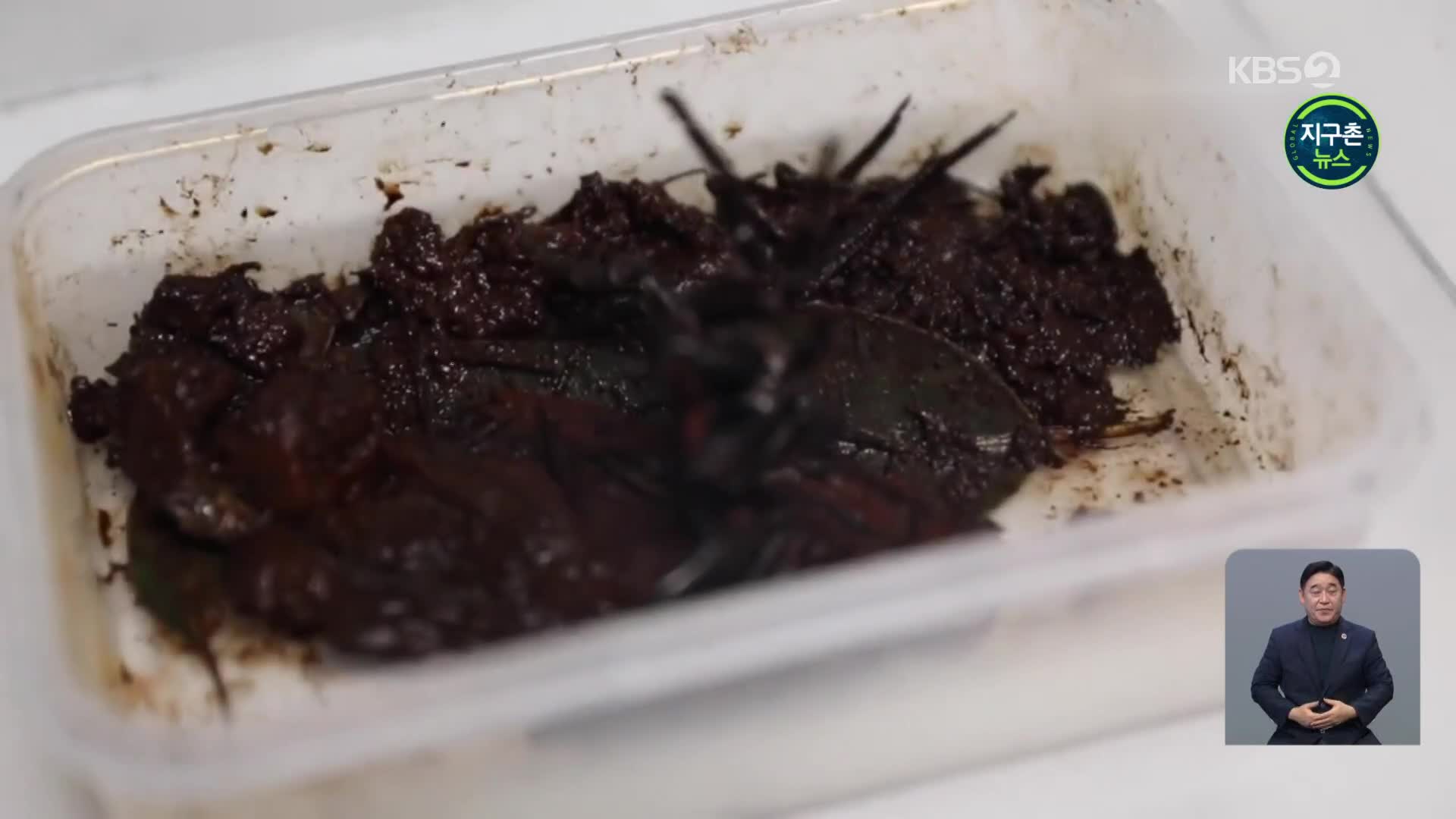 호주 ‘강력한 송곳니’ 거대 거미, 해독제 생산 위해 기증돼
