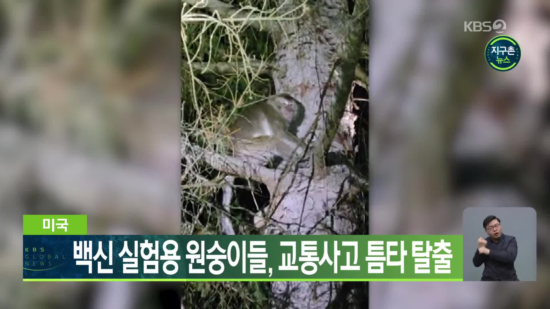 미국 백신 실험용 원숭이들, 교통사고 틈타 탈출