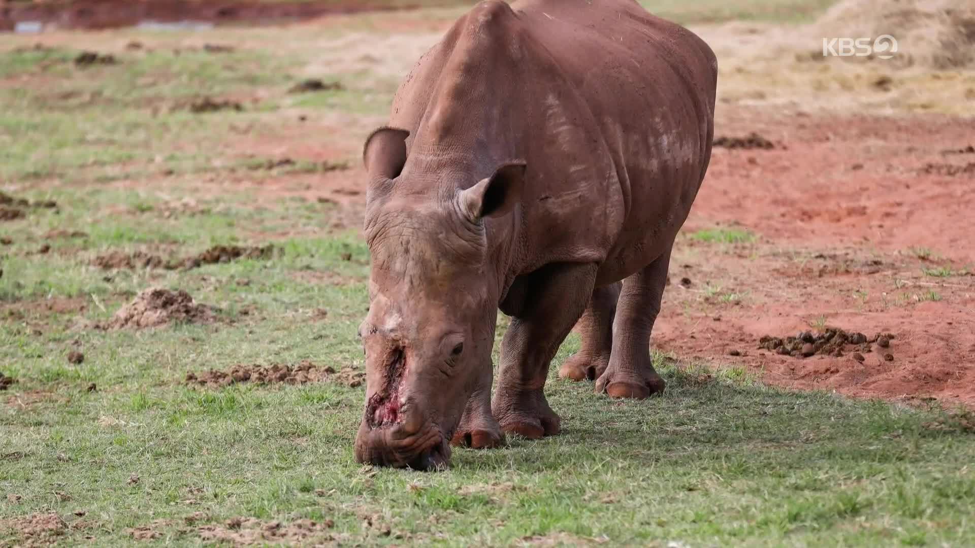 [지구촌 포토] 뿔 잃은 코뿔소의 눈물