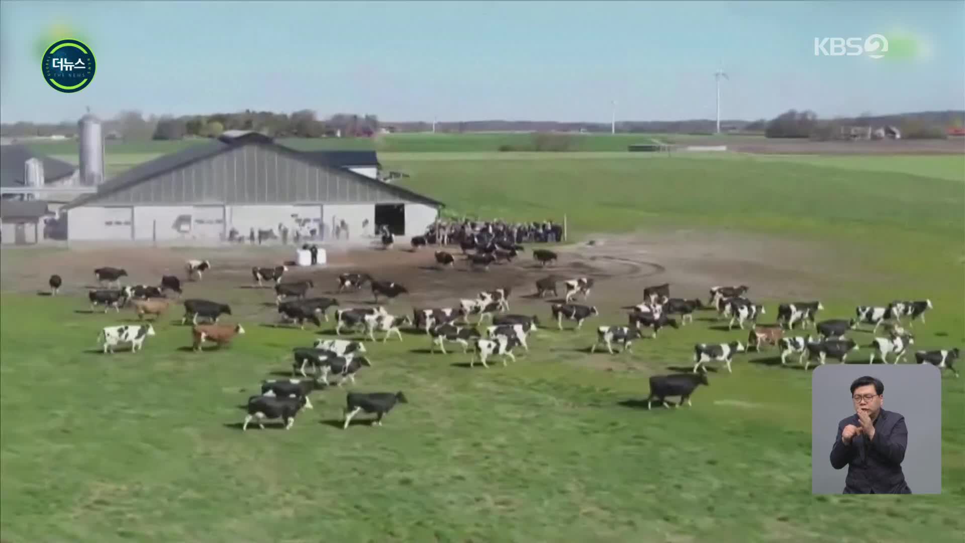 [지구촌 더뉴스] “격리 끝” 젖소들…스웨덴 봄맞이 ‘축사 개방’ 