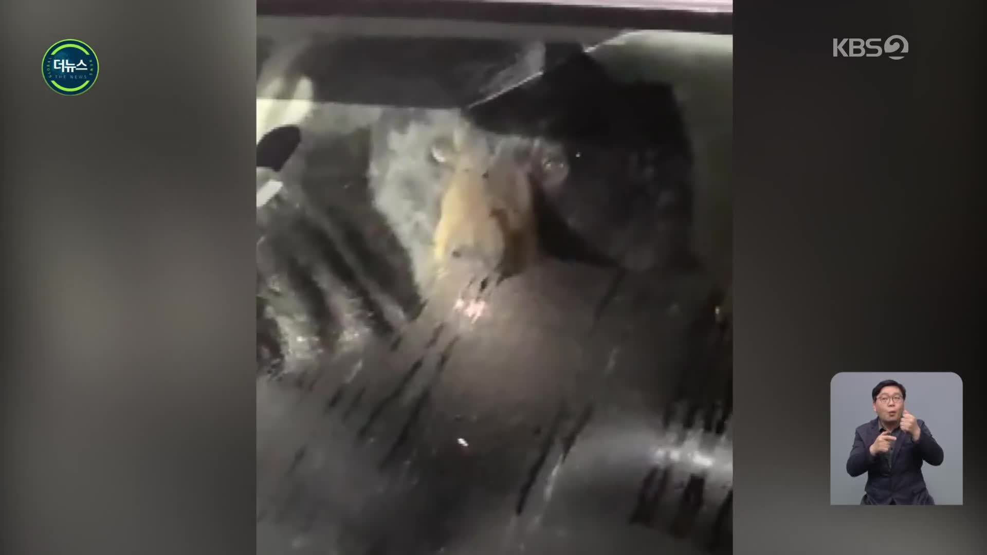 [지구촌 더뉴스] 차에 갇힌 그놈 정체는?…음식 훔치다 걸린 야생 곰