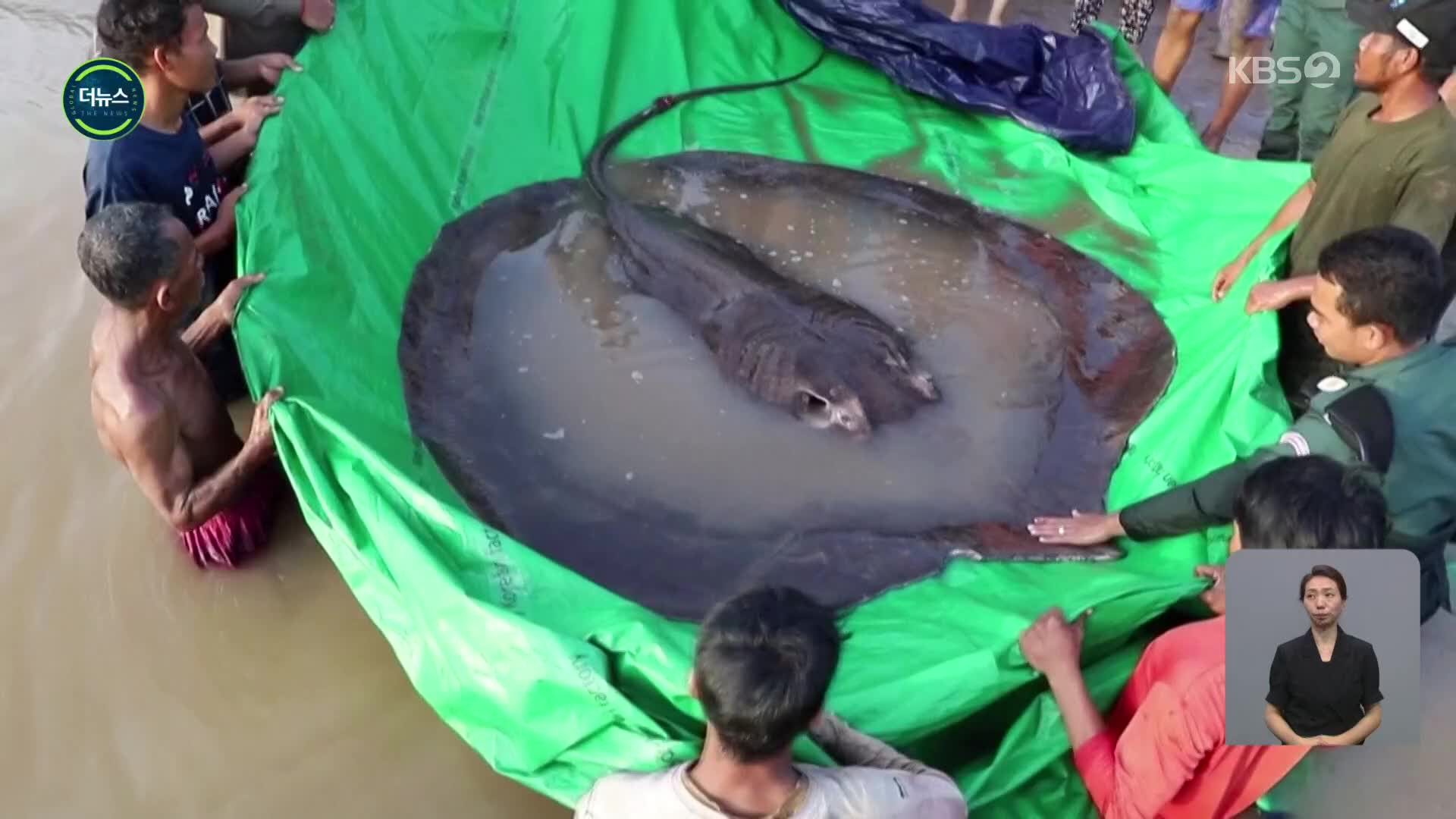 [지구촌 더뉴스] ‘길이 4m·무게 300kg’ 세계 최대 민물고기 발견
