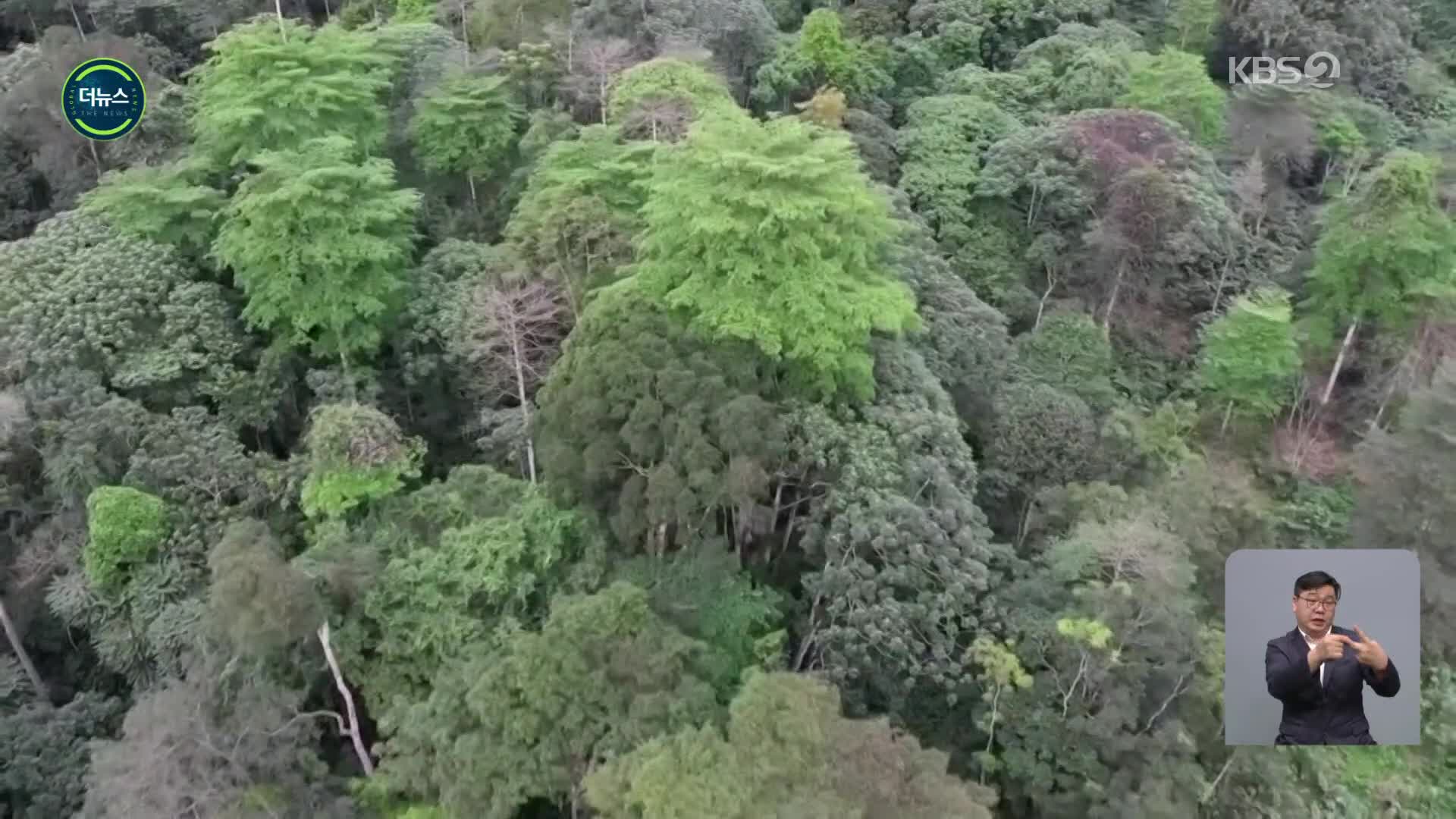 [지구촌 더뉴스] 위기의 콩고…‘세계 2위 열대우림’ 경매에 내놓다