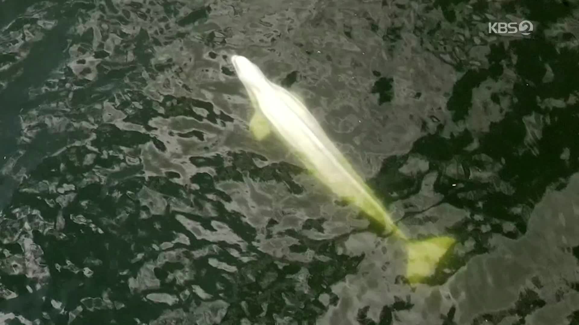 [지구촌 포토] 센강에 갇힌 벨루가…앙상하게 드러난 등뼈