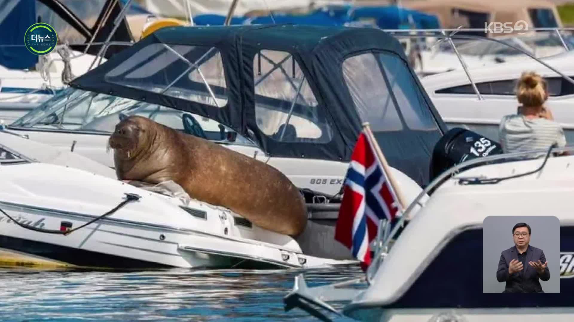[지구촌 더뉴스] 구경꾼 몰린 탓에…노르웨이 바다코끼리 결국 안락사