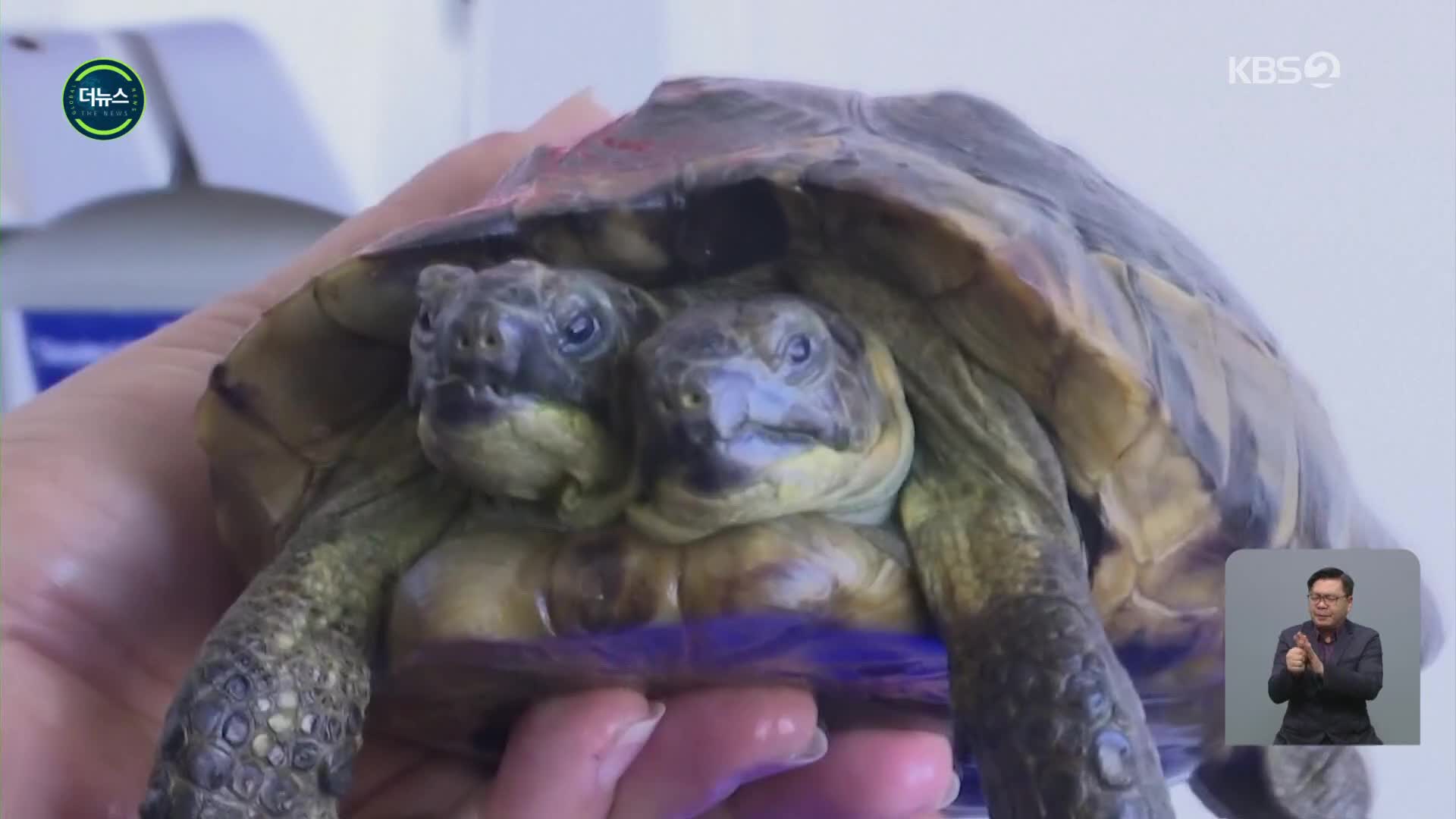 [지구촌 더뉴스] 스위스 제네바 자연사박물관, 생일 맞은 ‘머리 2개 거북이’ 야누스