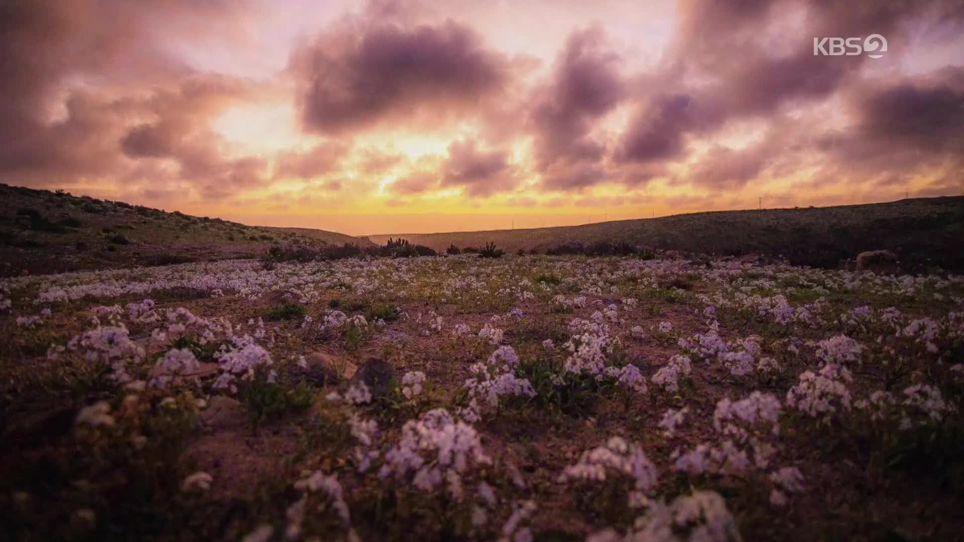 [지구촌 포토] 사막에 펼쳐진 꽃밭…‘기후변화로부터 보호해야’