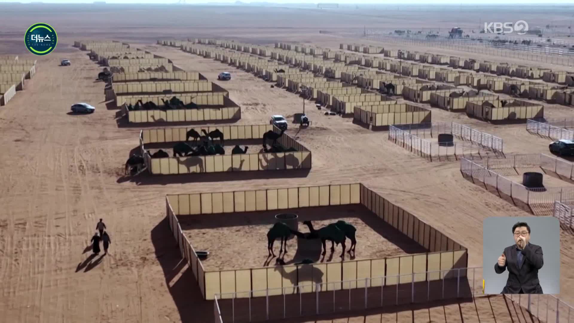 [지구촌 더뉴스] 세계 최대 낙타 축제, 사우디서 개막
