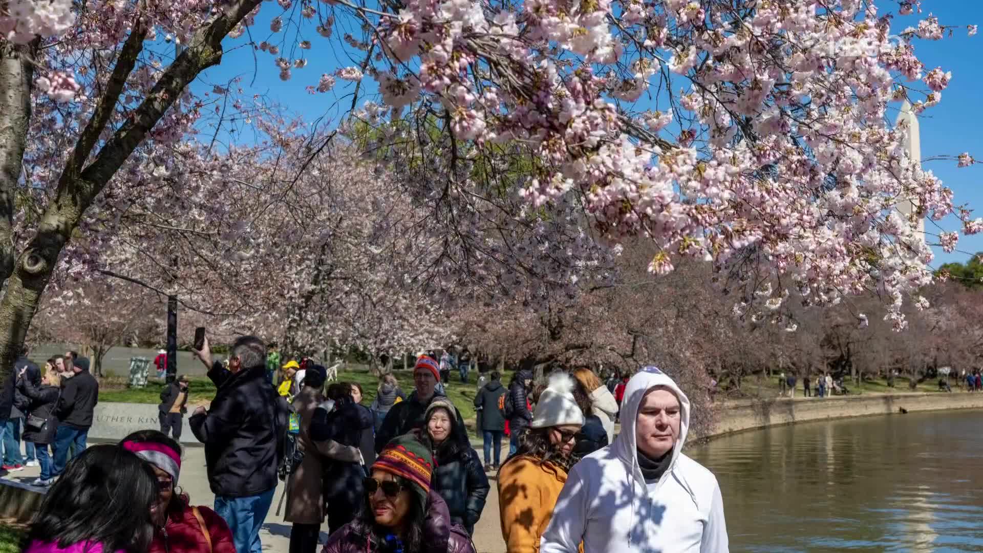 [지구촌 포토] 워싱턴 벚꽃 축제 시작…상춘객 북적