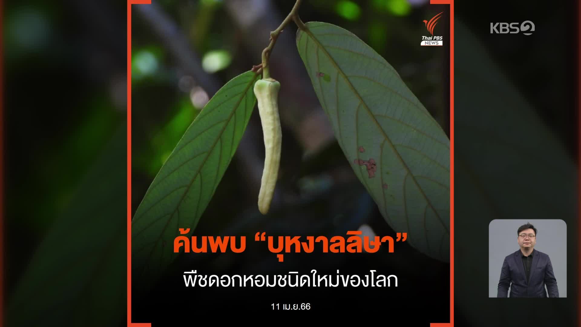 [지구촌 더뉴스] 태국서 발견한 신종 희귀 식물…블랙핑크 ‘리사’ 이름 붙여