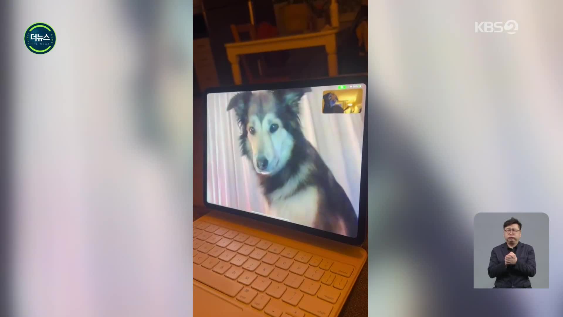[지구촌 더뉴스] “애타게 보고 싶어”…강아지들의 영상통화