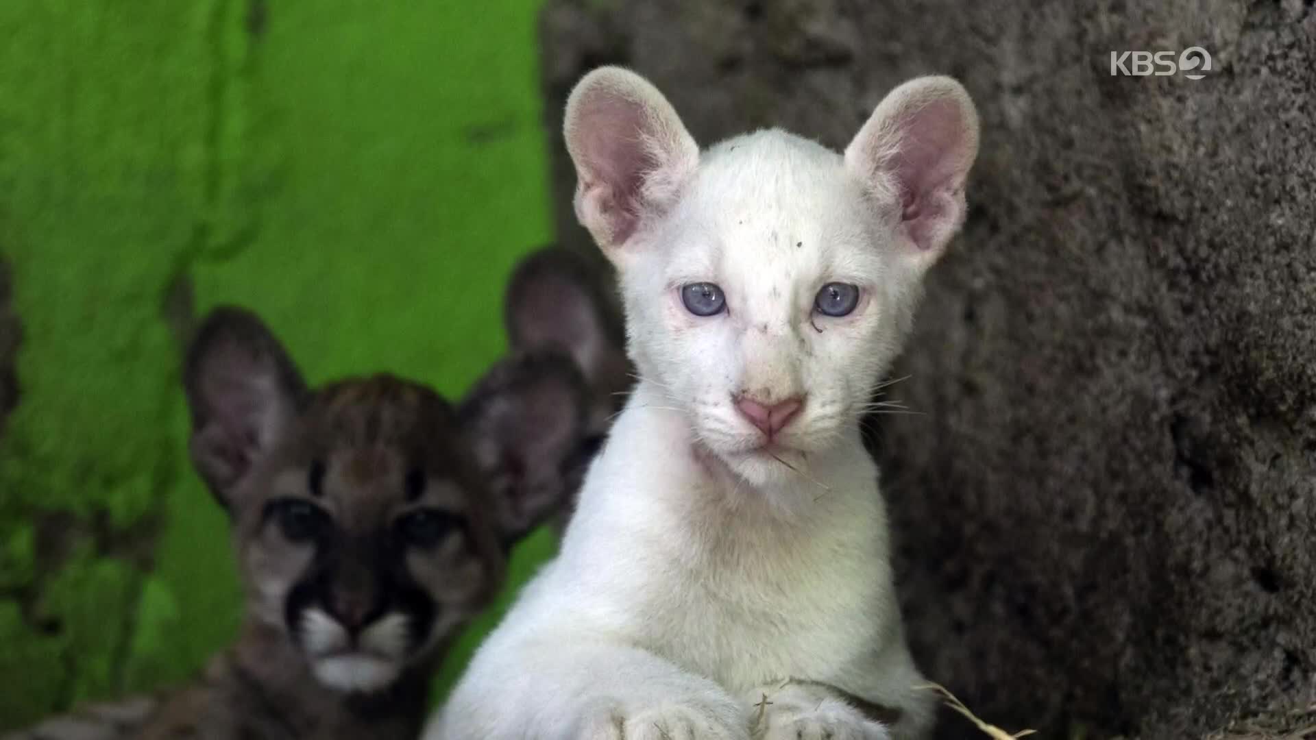 [지구촌 포토] ‘전 세계 4마리뿐’ 니카라과의 하얀 알비노 퓨마
