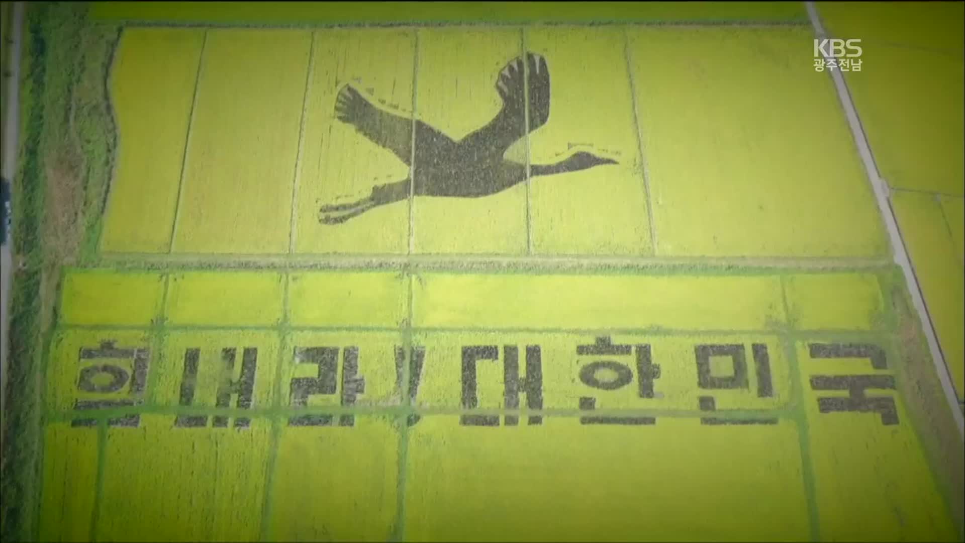 [영상] 힘내라! 대한민국…흑두루미가 떠난 논에 새겨진 ‘글귀’ 