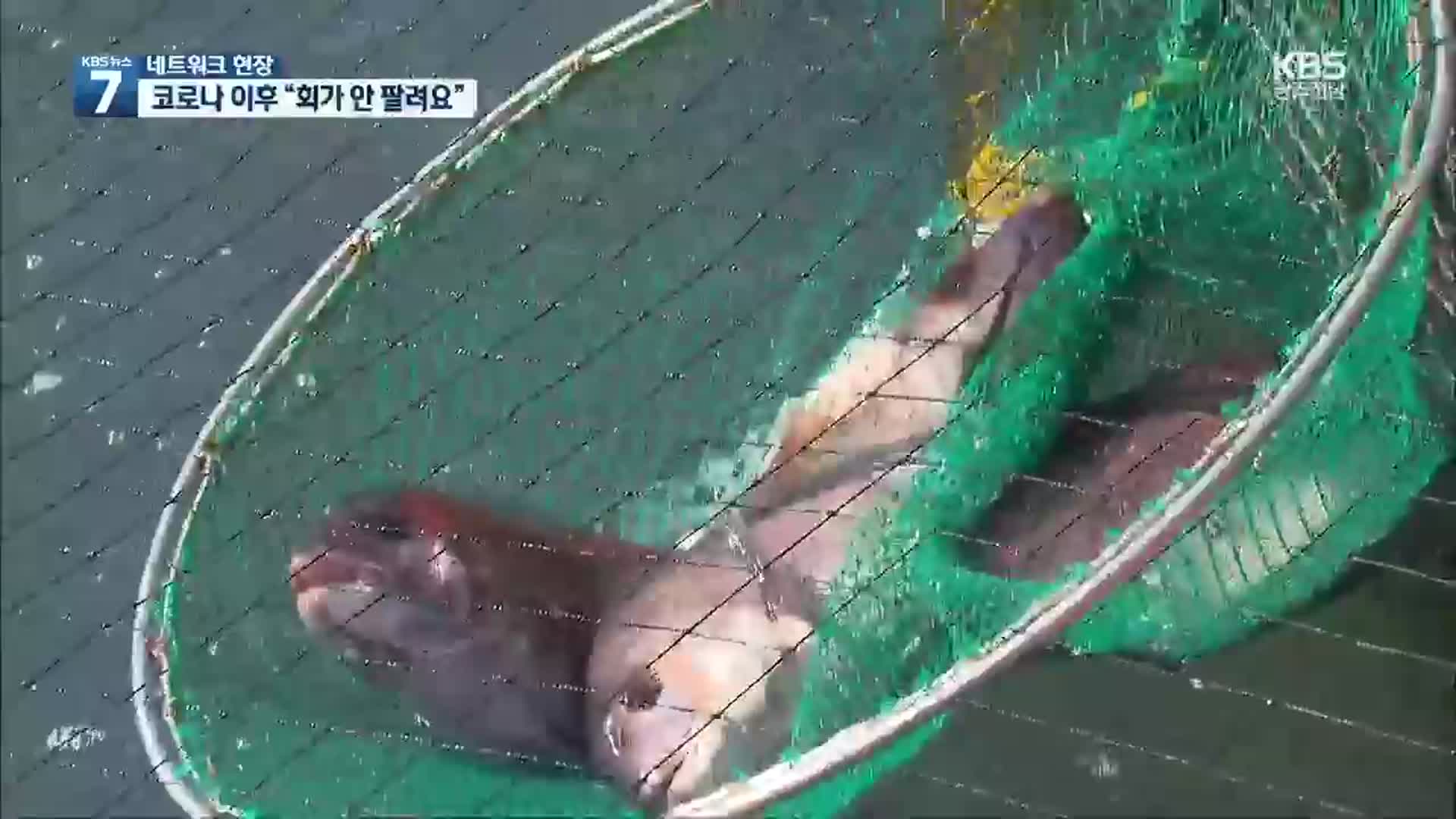 [여기는 전남] “하루 사룟값만 수백만 원”…양식어가 ‘파산 위기’