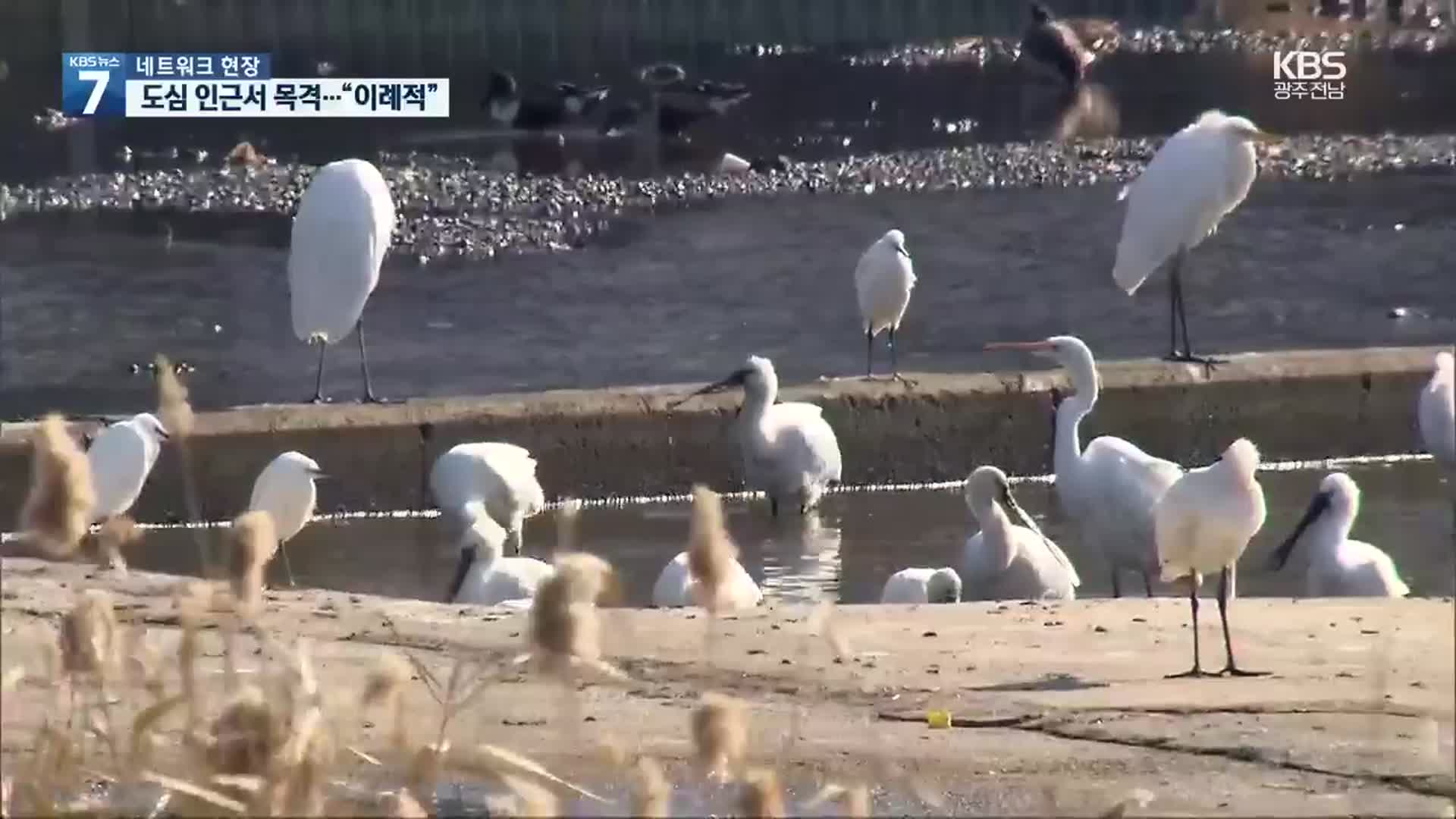 [여기는 전남] 천연기념물 노랑부리저어새 목포에 출현