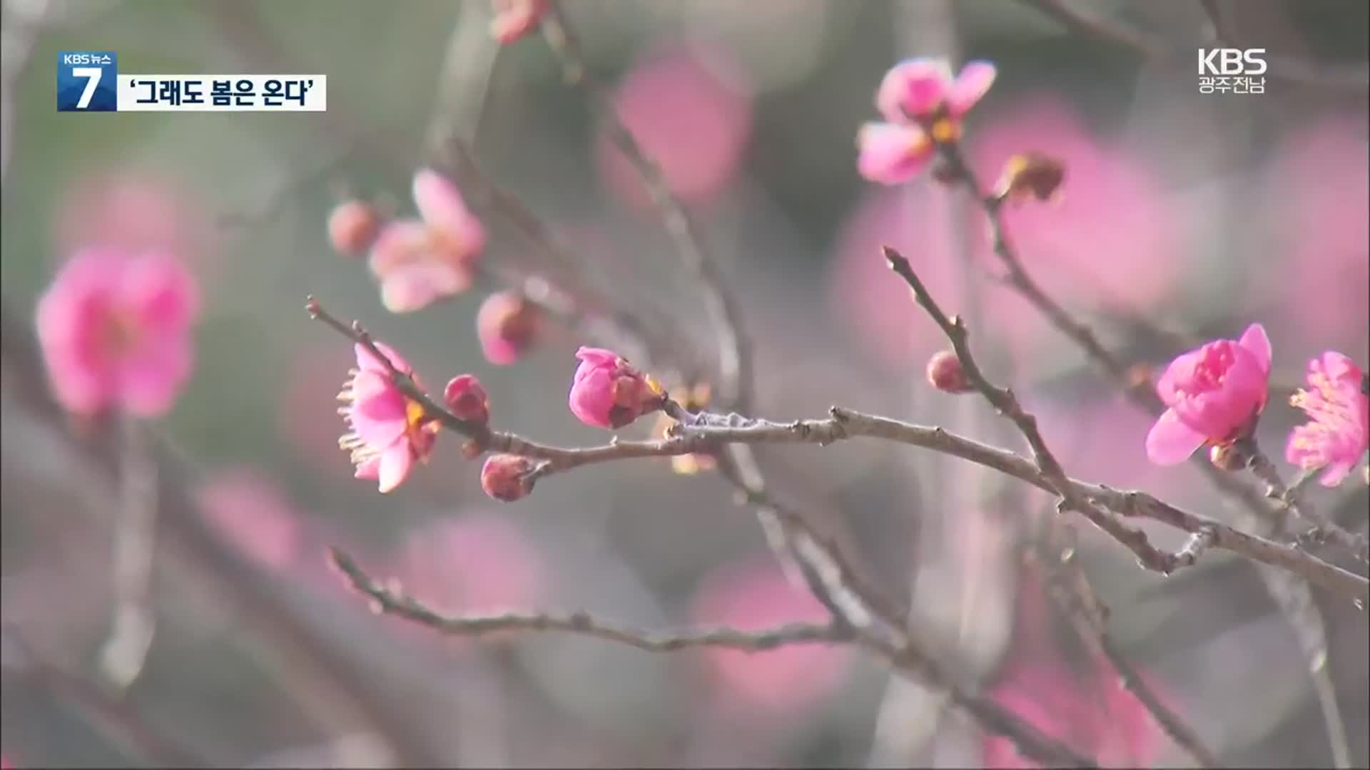 [영상] ‘그래도 봄은 온다’…매화·동백 활짝