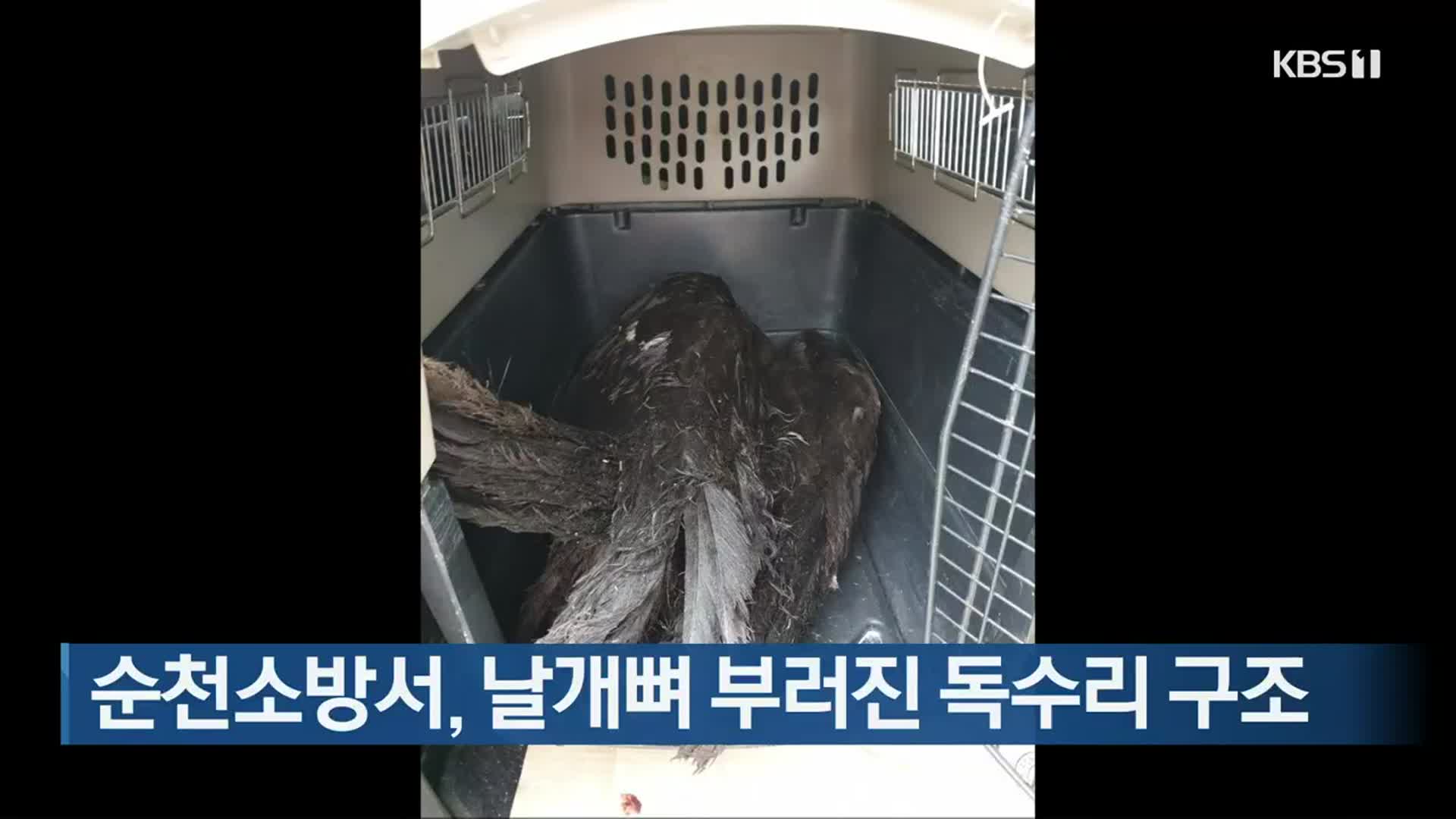 순천소방서, 날개뼈 부러진 독수리 구조