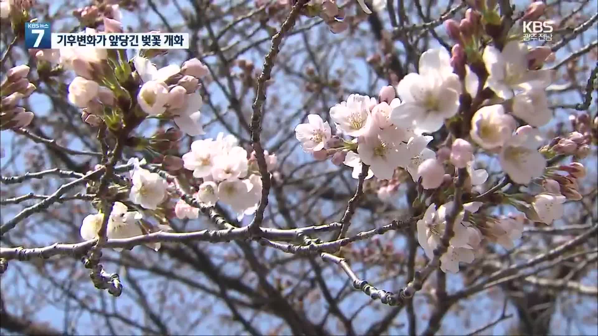 100년 만에 가장 빠른 서울 벚꽃…‘보통 날씨’ 기준도 바뀐다