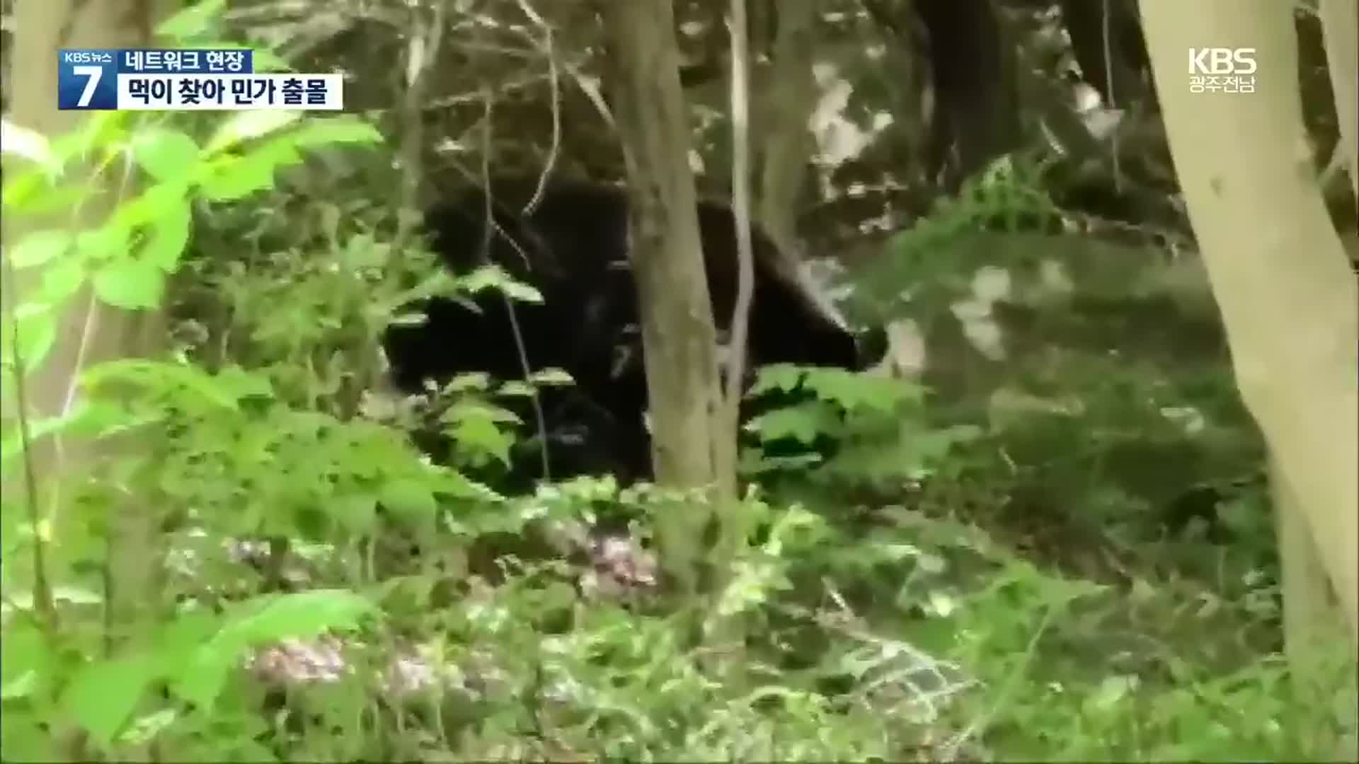 [여기는 전남] 광양 백운산에 반달 가슴곰 출몰 ‘주의’