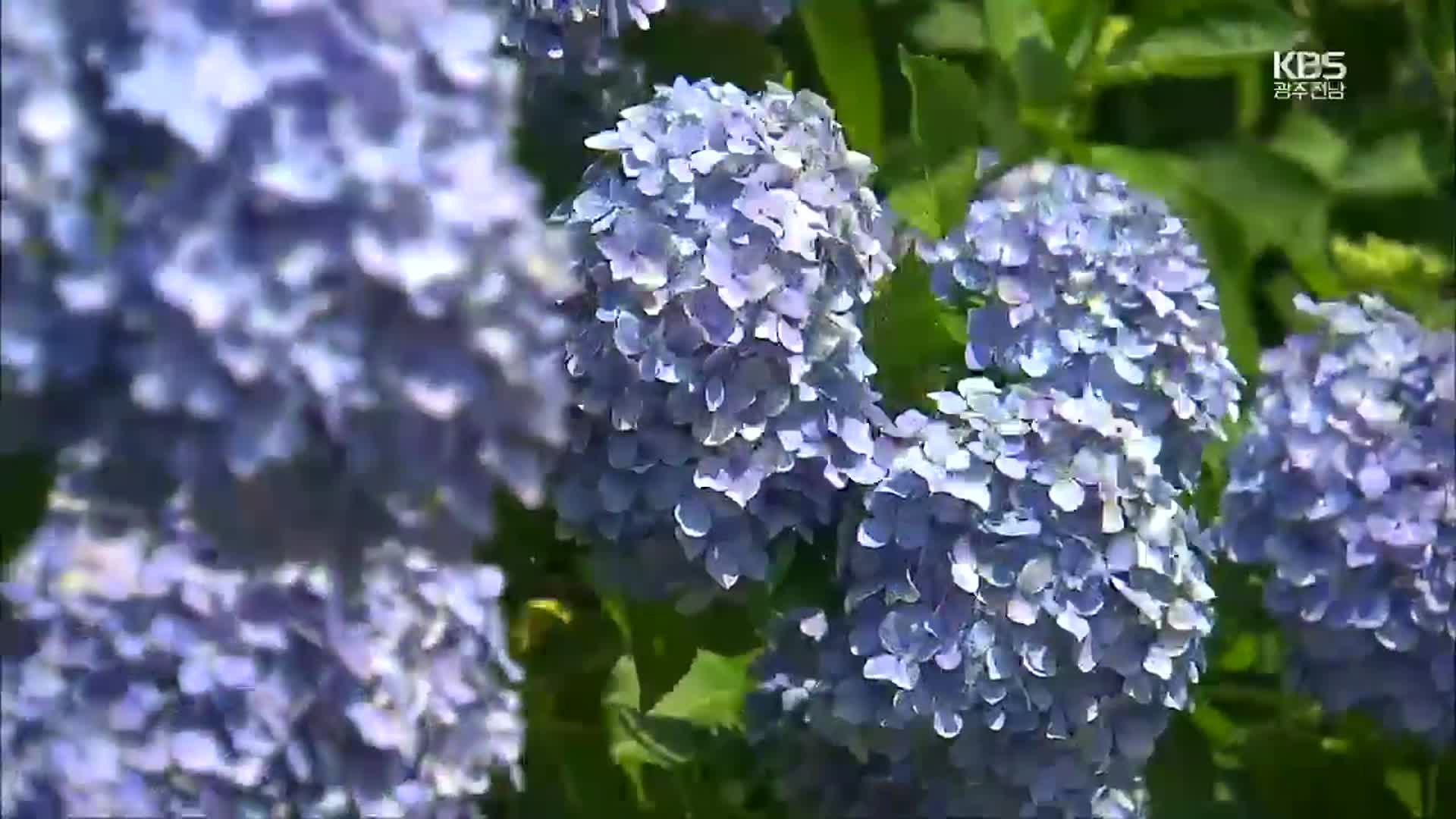 [영상] 여름의 수채화, 수국…해남 4est 수목원