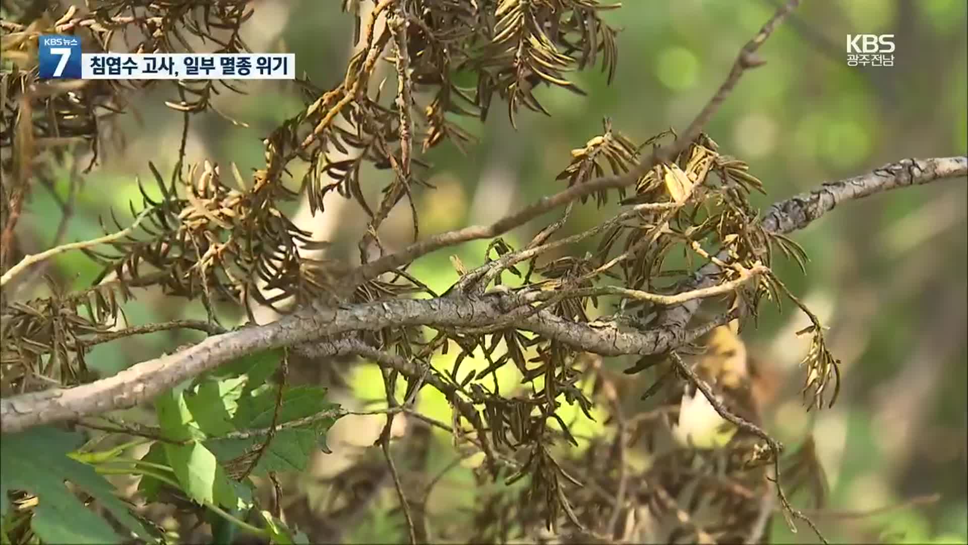 백두대간 아고산대 식물 고사 심각…“기후변화가 원인”