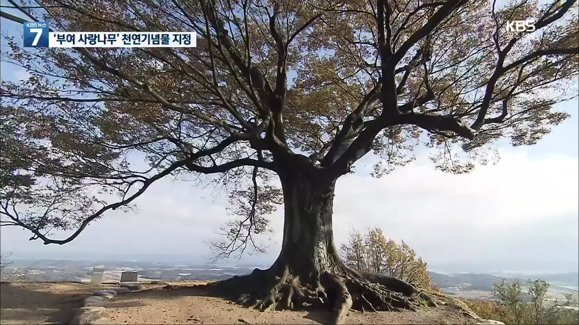 인생샷 명소 ‘부여 사랑나무’ 천연기념물 지정