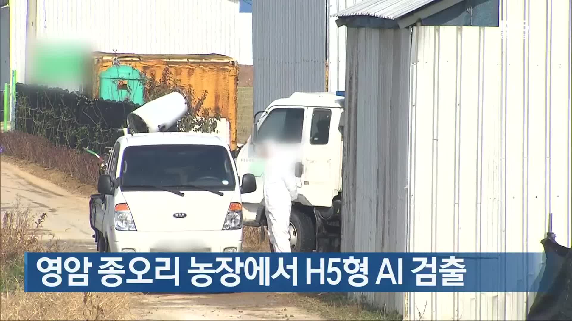 [여기는 전남] 영암 종오리 농장에서 H5형 AI 검출 외