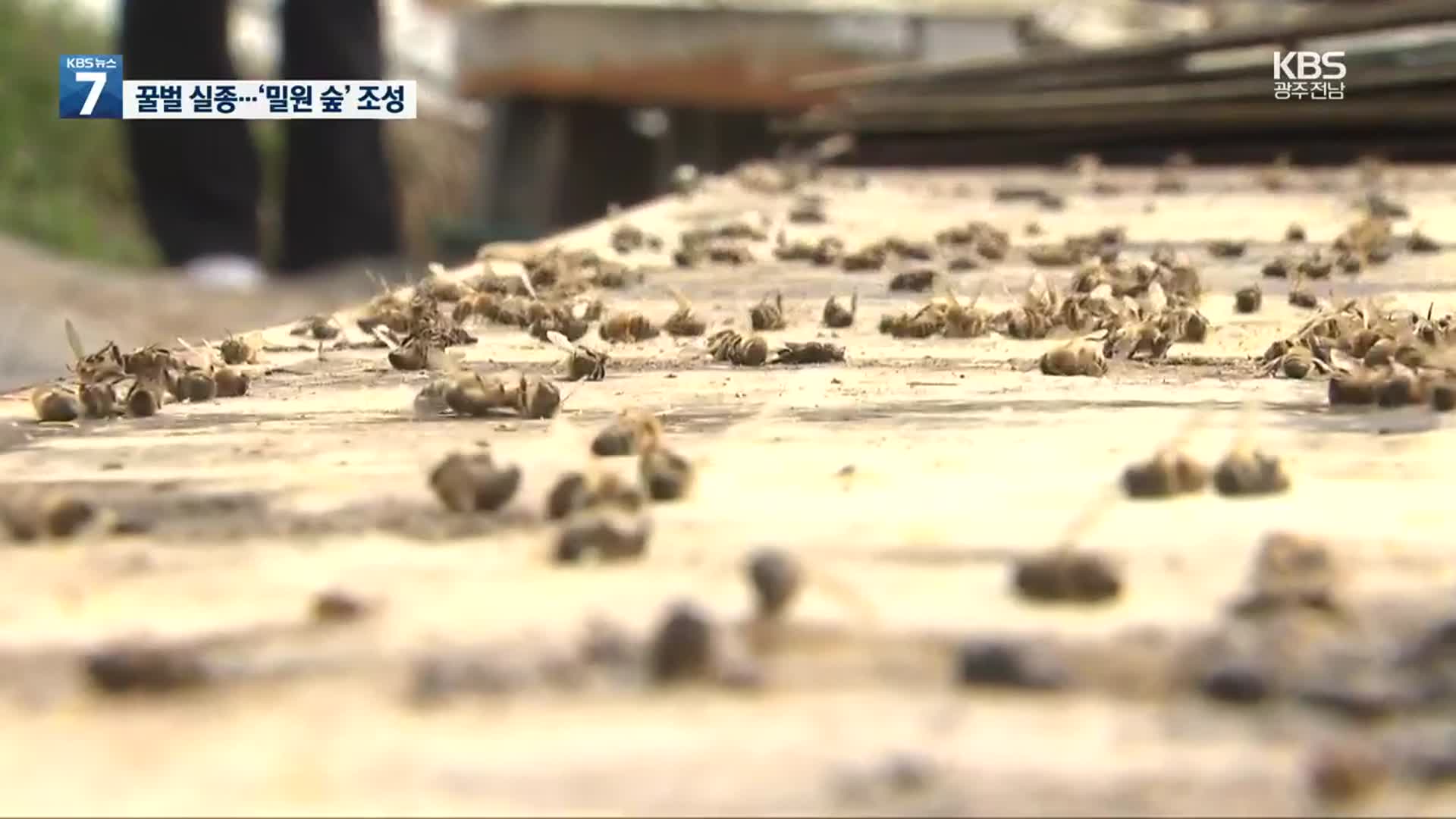 “꿀벌 살리자” 식목일 맞아 ‘밀원 숲’ 조성