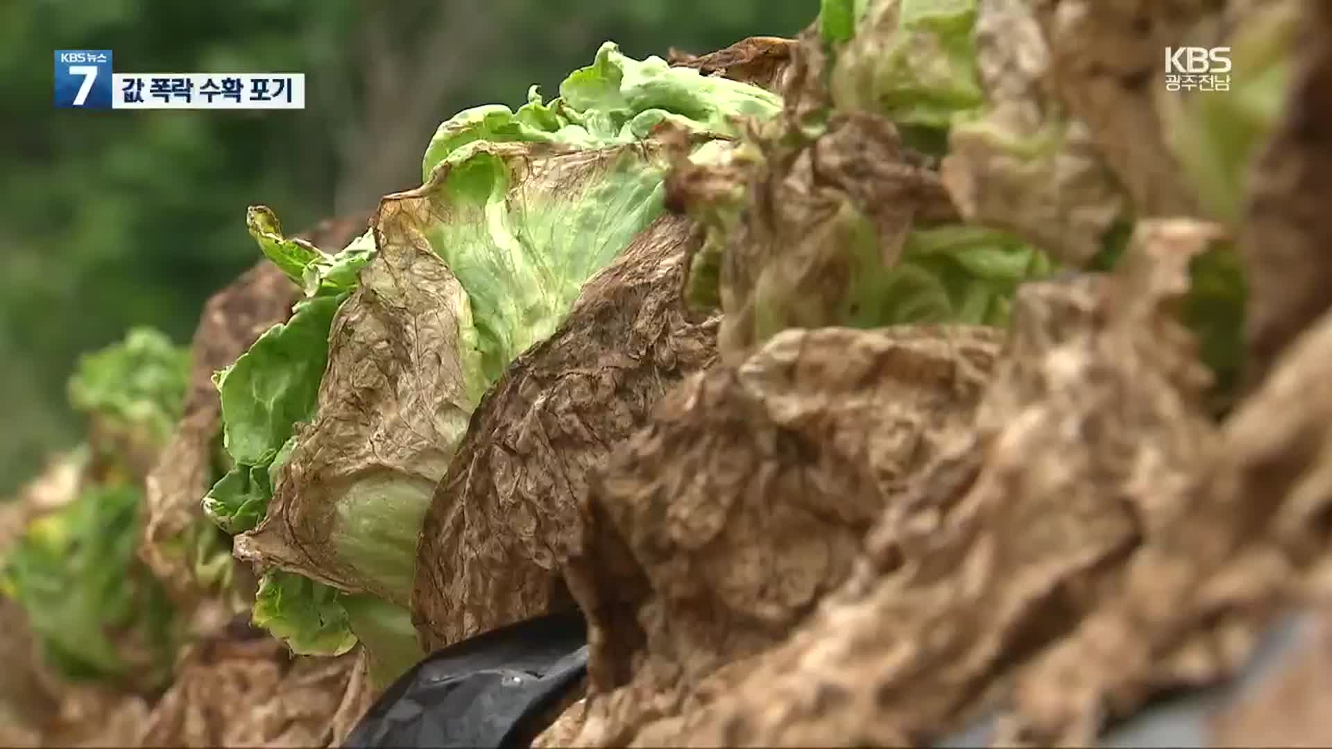 양상추 가격 폭락에 ‘수확 포기’…계약 재배 농가 “막막”