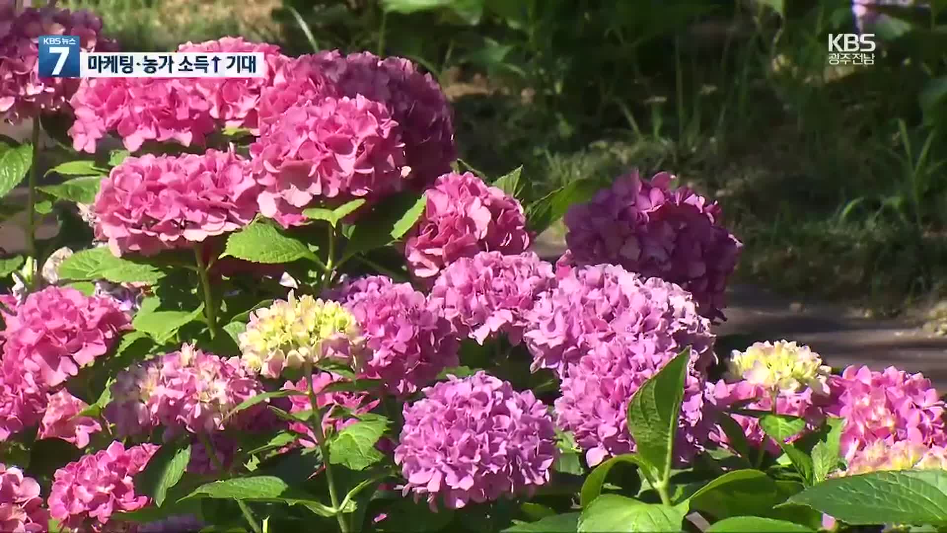 국가정원표 수국 보러오세요! 원예 품종 개발 한창