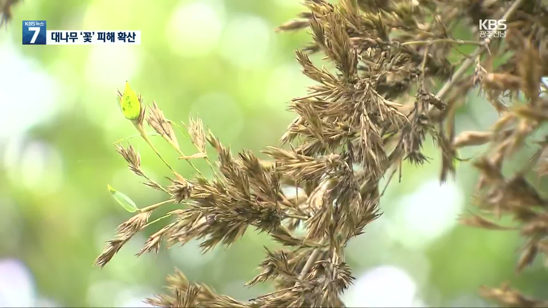 전국 최대 대나무 자생지 전남에 ‘개화병’ 확산