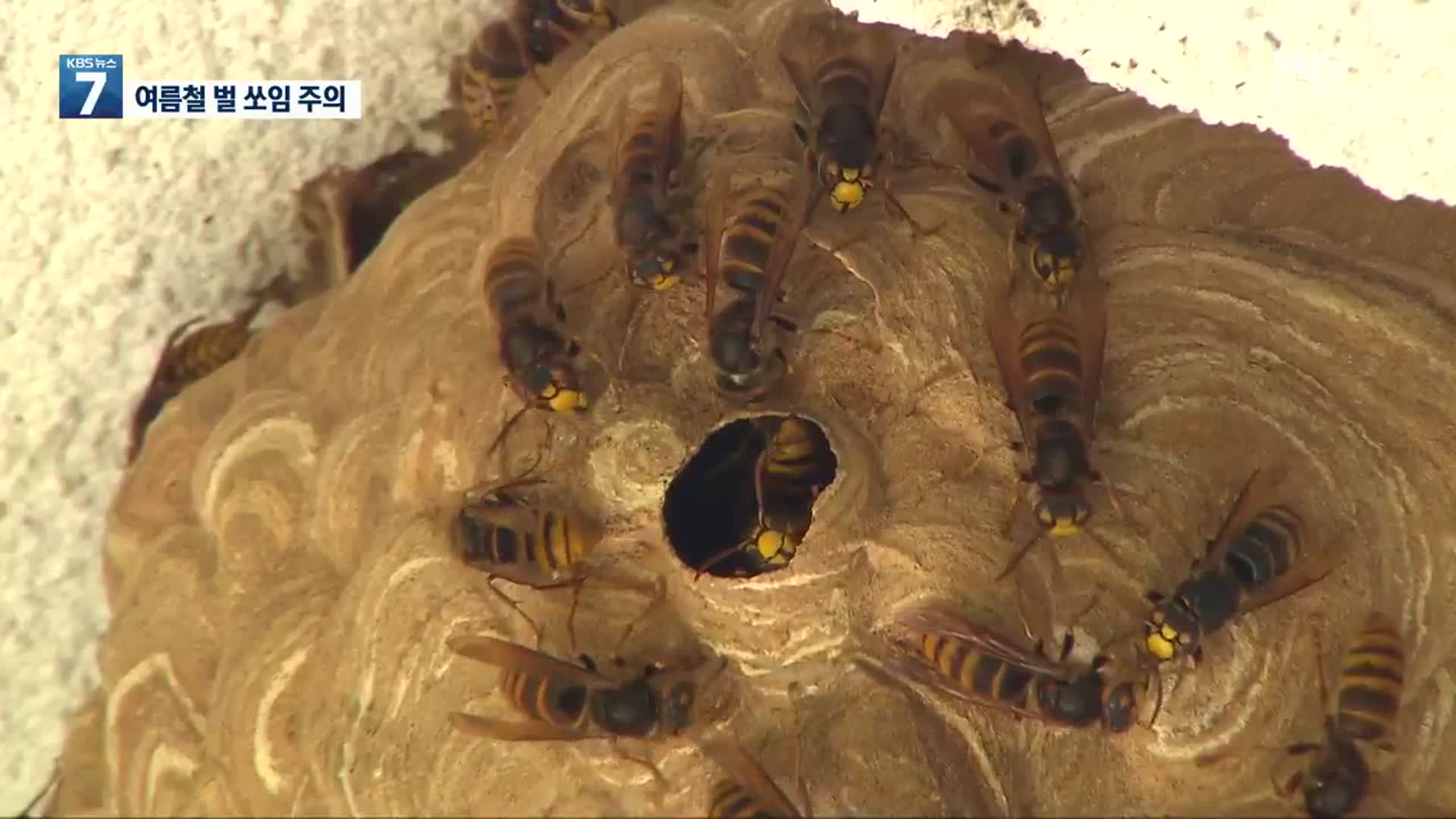 폭염에 벌 쏘임 사고 급증…특히 ‘말벌’ 조심!