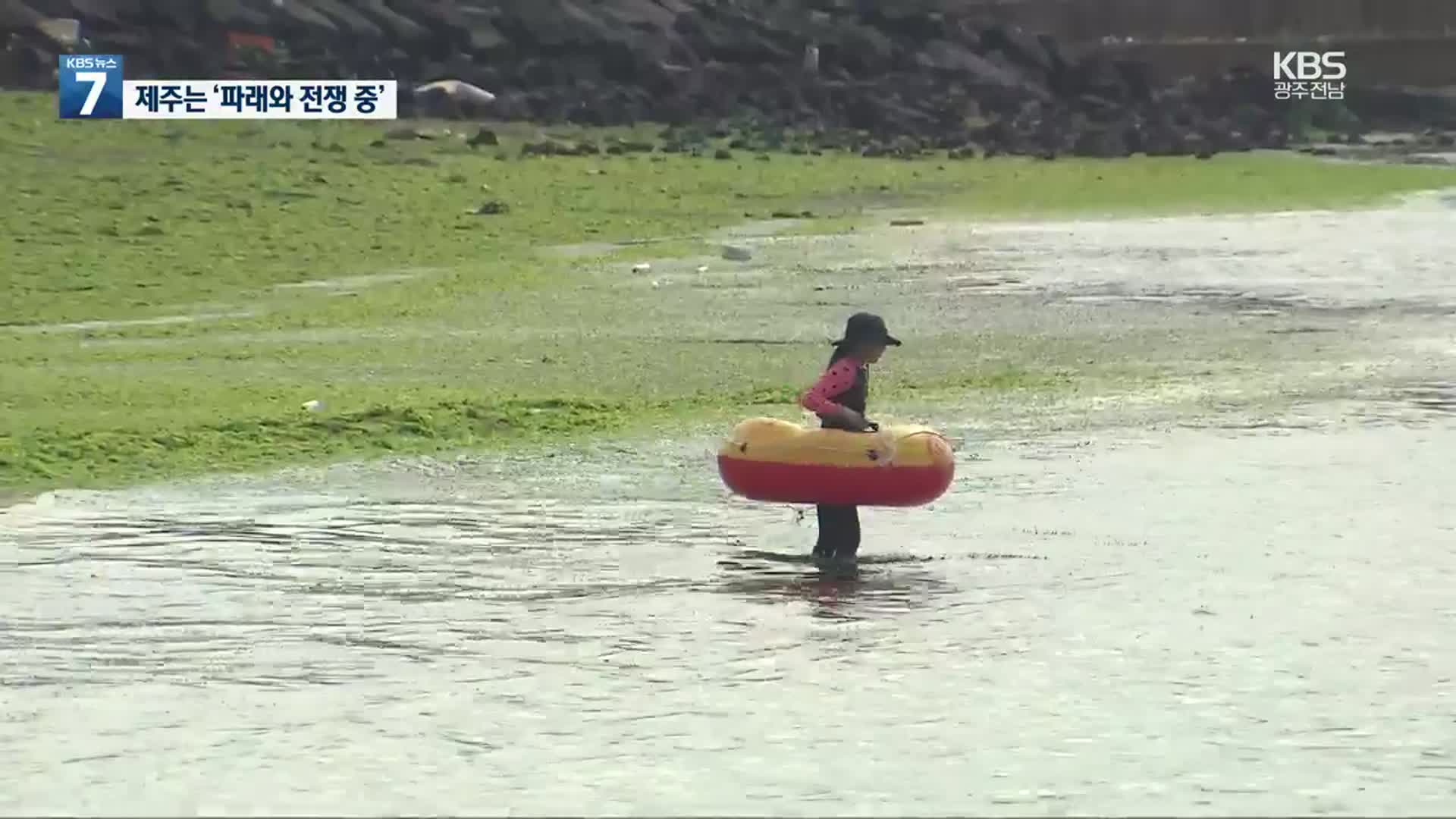 제주 해수욕장은 지금 ‘파래와의 전쟁 중’