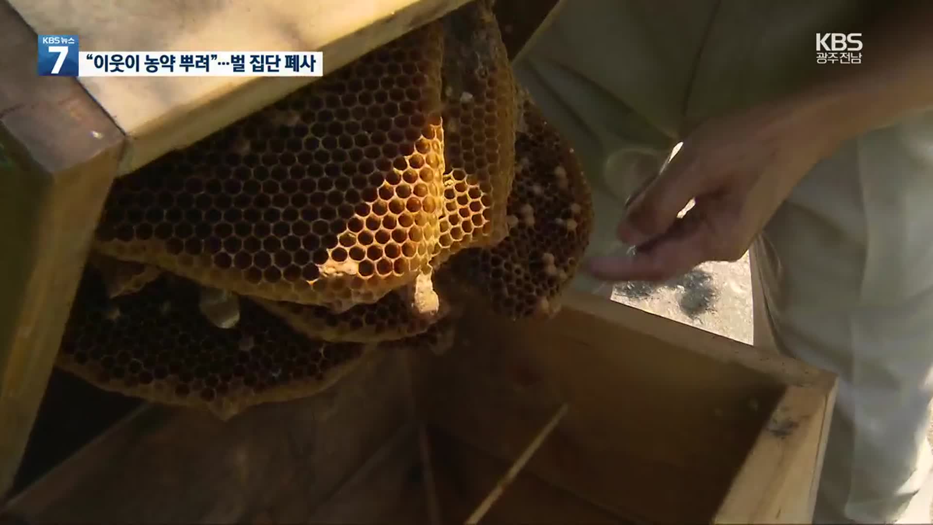 양봉장 벌 수십만 마리 ‘떼죽음’…경찰 수사