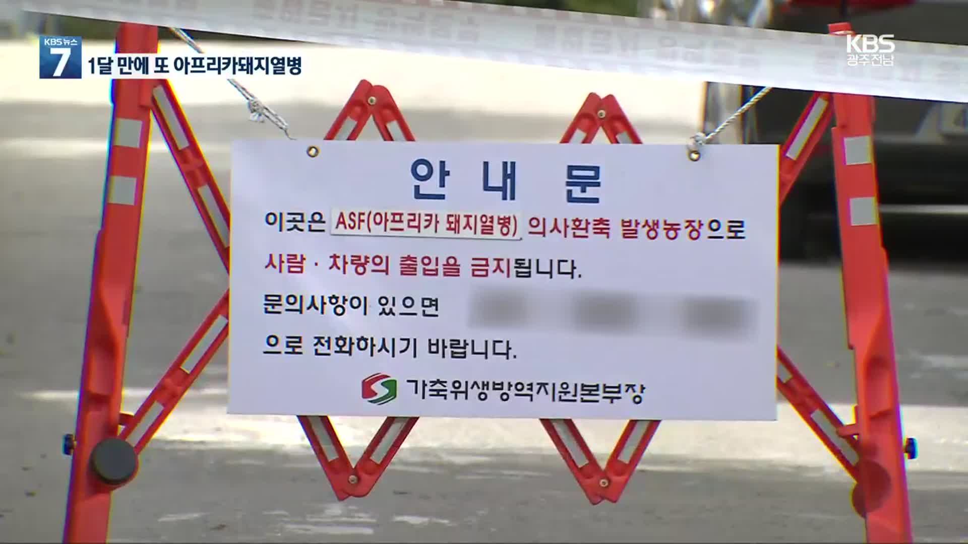 춘천서 아프리카 돼지열병…양구 이후 한 달만