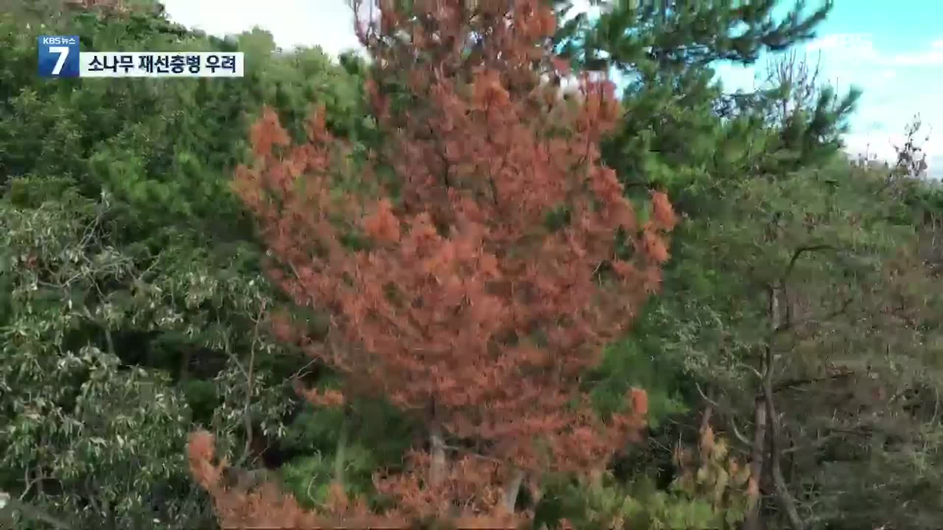 경북 소나무 재선충병 재유행 조짐