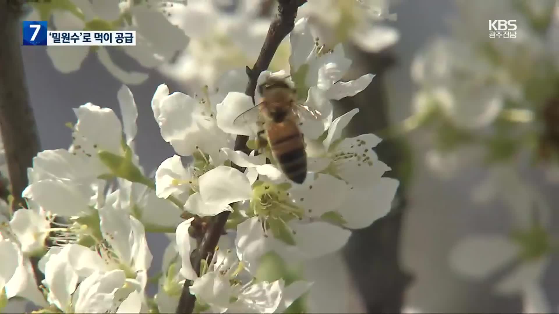 [여기는 전남] 전남 2년 연속 꿀벌 피해…“밀원수 확대로 해결”