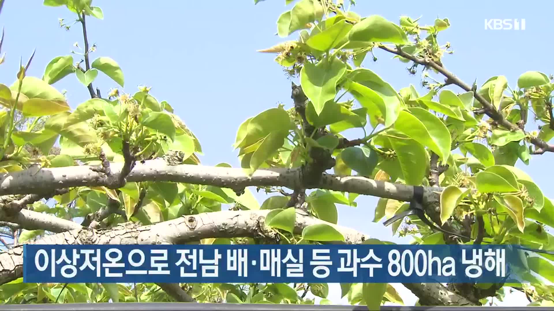 이상저온으로 전남 배·매실 등 과수 800ha 냉해