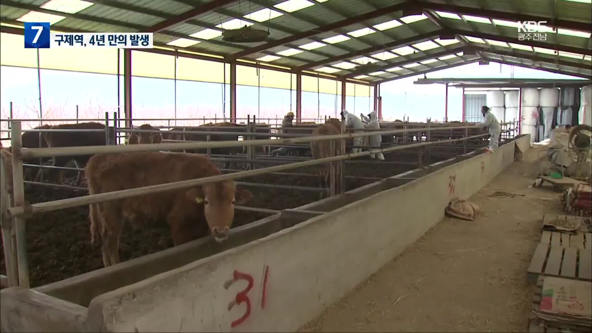 충북 한우 농장 3곳서 구제역 확인…4년 만의 국내 발생