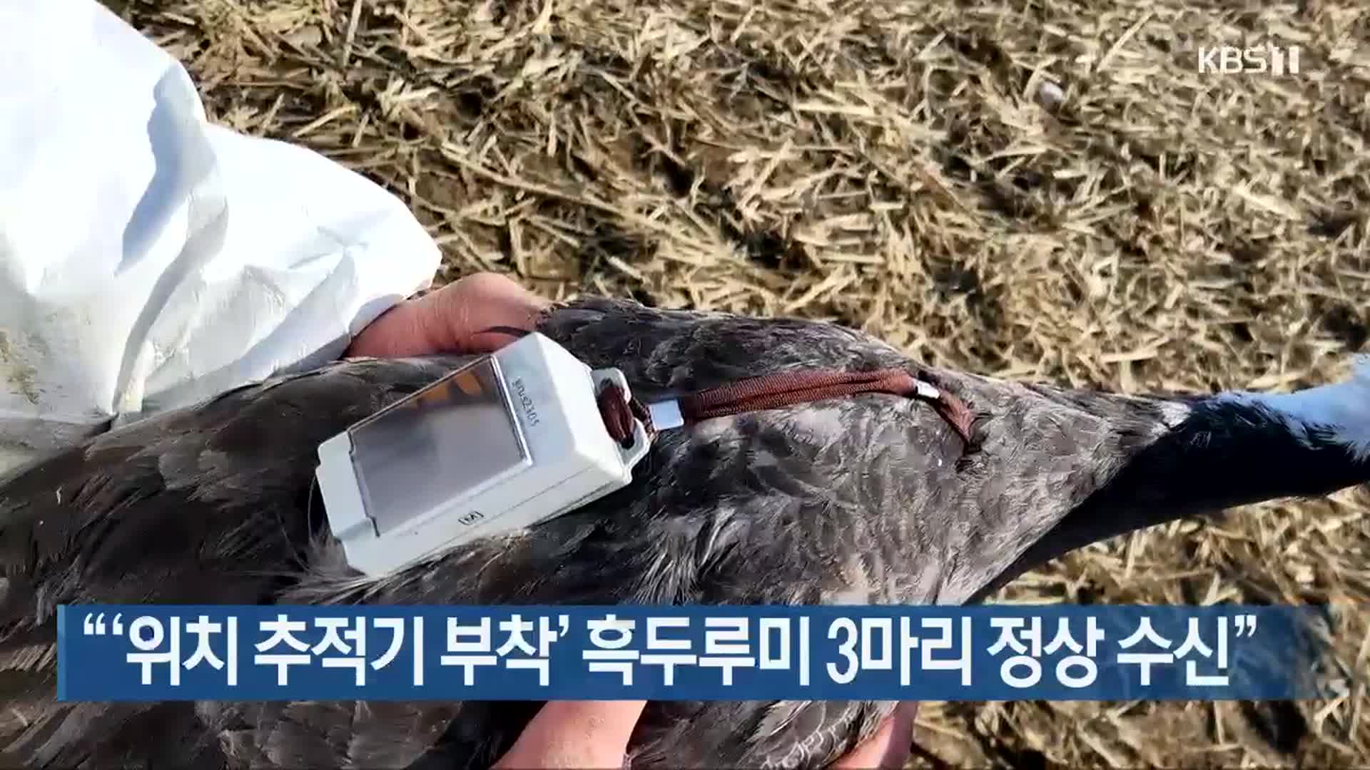 “‘위치 추적기 부착’ 흑두루미 3마리 정상 수신”