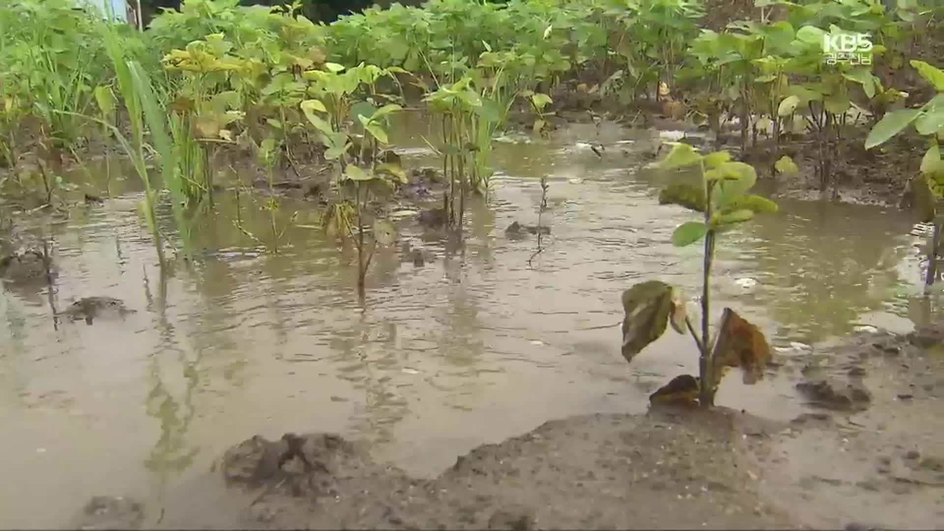 긴 장마, 수확기 농작물 피해도 잇따라