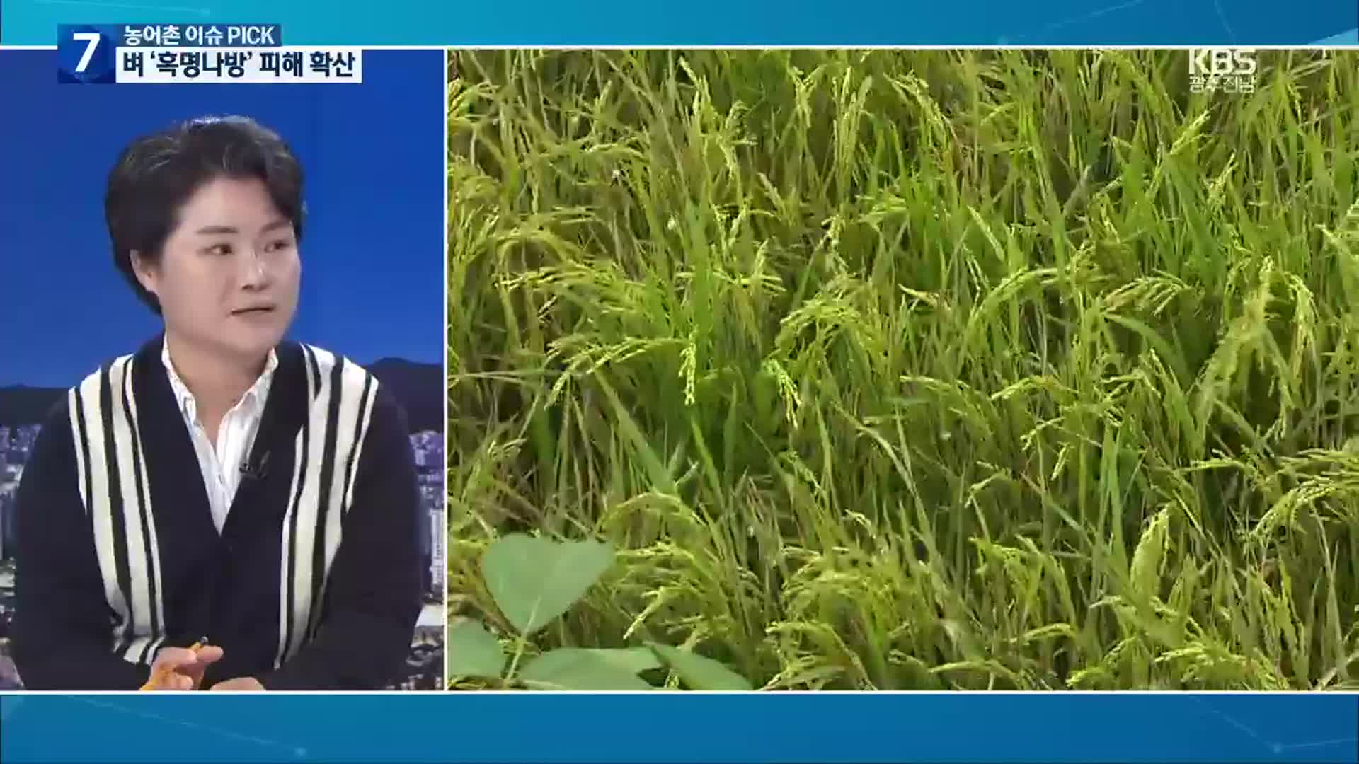 [농어촌 이슈 PICK] 벼 재배농가 병해충 확산·배춧값 급락