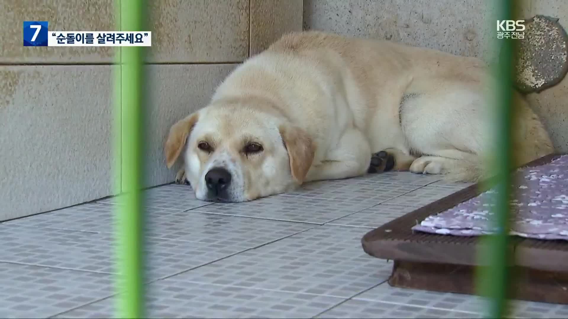 들개로 잡혀온 ‘순돌이’의 운명은?