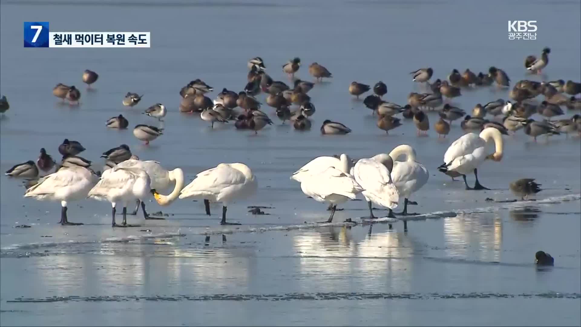 [여기는 전남] 순천만 큰고니 먹이 ‘새섬매자기’ 복원…습지 복원 가속도