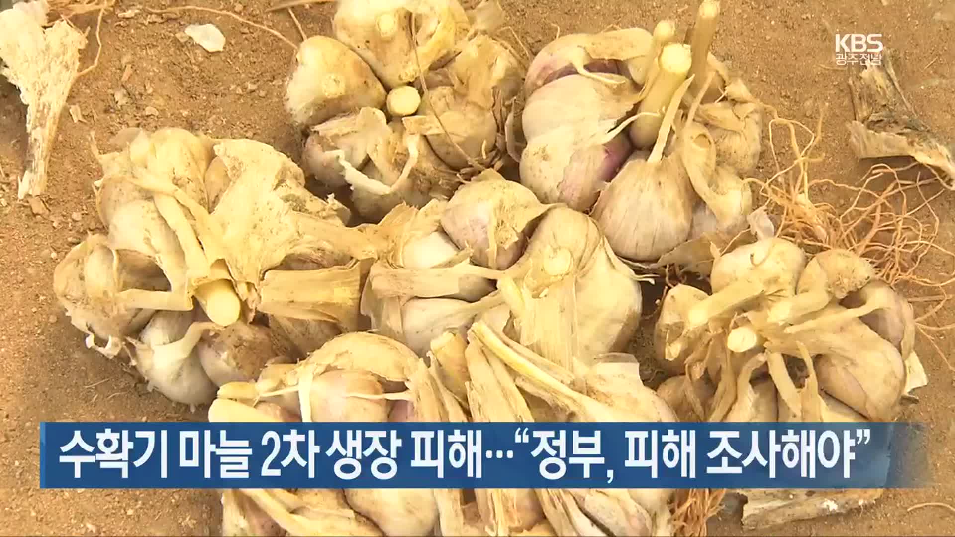 [여기는 전남] 수확기 마늘 2차 생장 피해…“정부, 피해 조사해야” 외