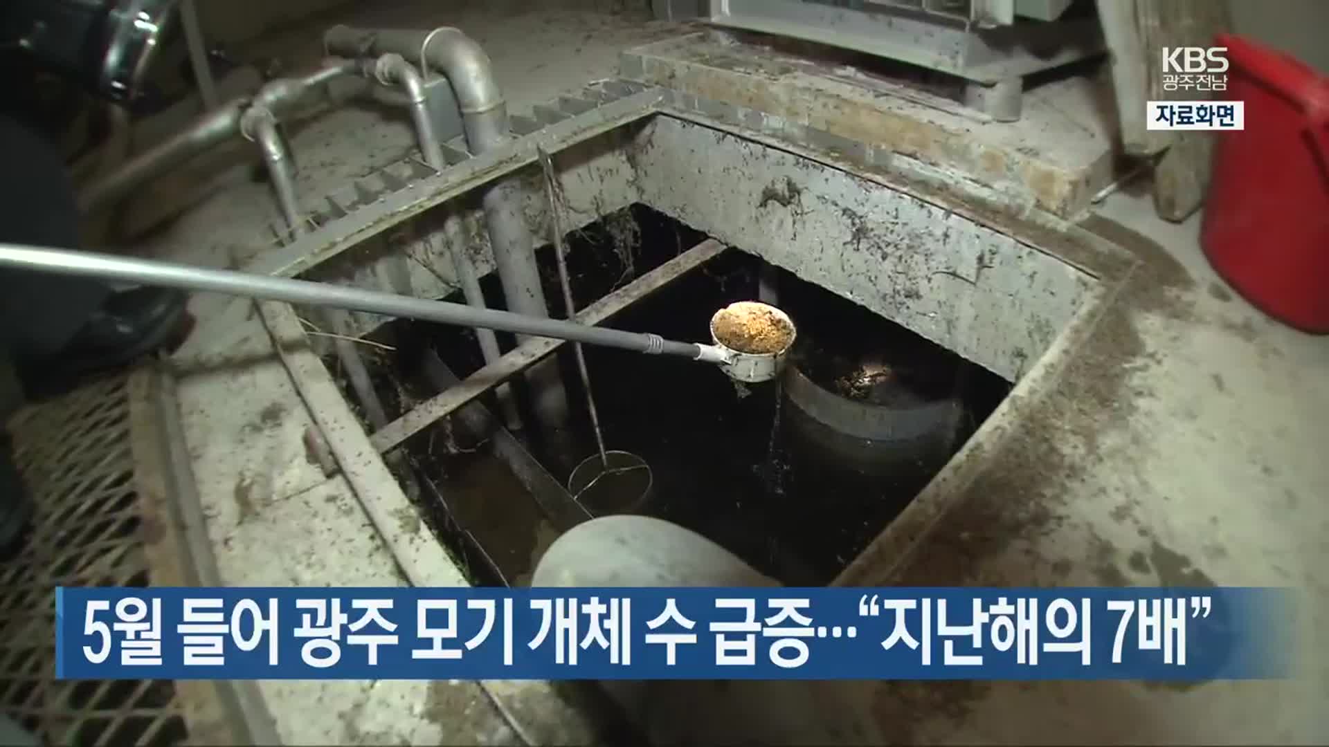 5월 들어 광주 모기 개체 수 급증…“지난해의 7배”