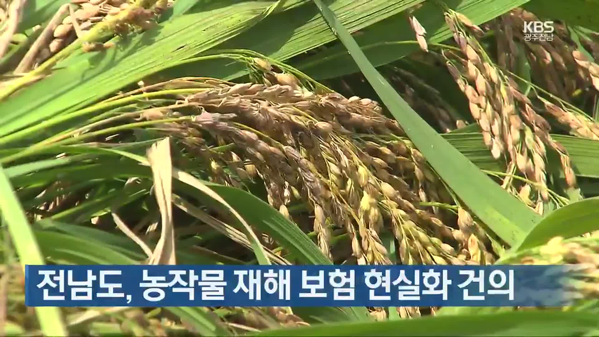 [여기는 전남] 전남도, 농작물 재해 보험 현실화 건의 외