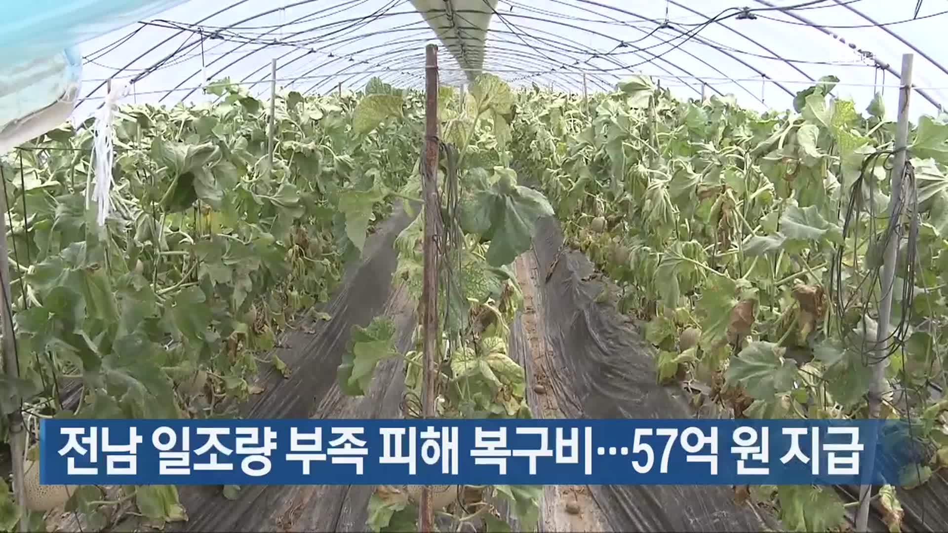 [여기는 전남] 전남 일조량 부족 피해 복구비…57억 원 지급 외